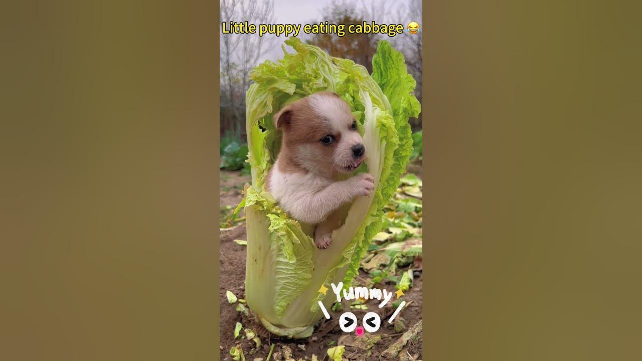 “Puppy vs. Cabbage The Ultimate Chew Toy!” dog pets YouTube