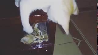 lucu banget... kucing ini main jitak-jitakan