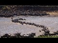 Tanzania - wildebeest crossing Mara river with crocodiles