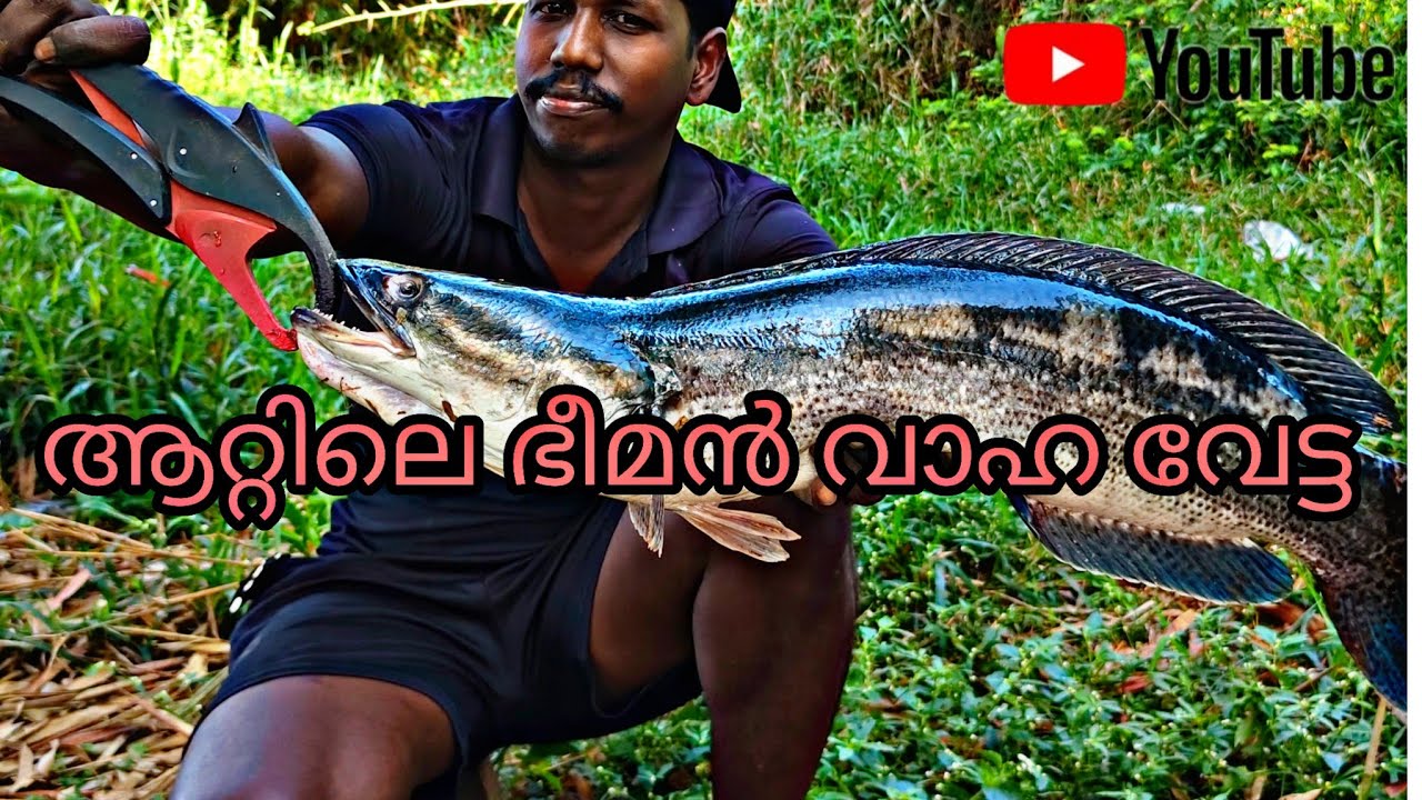  ​ ആറ്റിലിറങ്ങി ഒരു തകർപ്പൻ വാഹ വേട്ട! ഇത് കാണാതെ പോകരുത്.🔥#Viral​#Trending​#ViralVideo​#ExplorePage