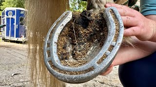 Hoof Restoration For Cloud With A Surprising Guest.