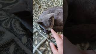 Download Lagu Киця Siri#Siri die Katze#Siri the cat#고양이 시리#猫のシリ#سيري القطة#Kedi Siri#siri el gato#Katten Siri MP3