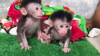 Romi, who is short, and Yuli, who is petite, are learning to take their first steps.