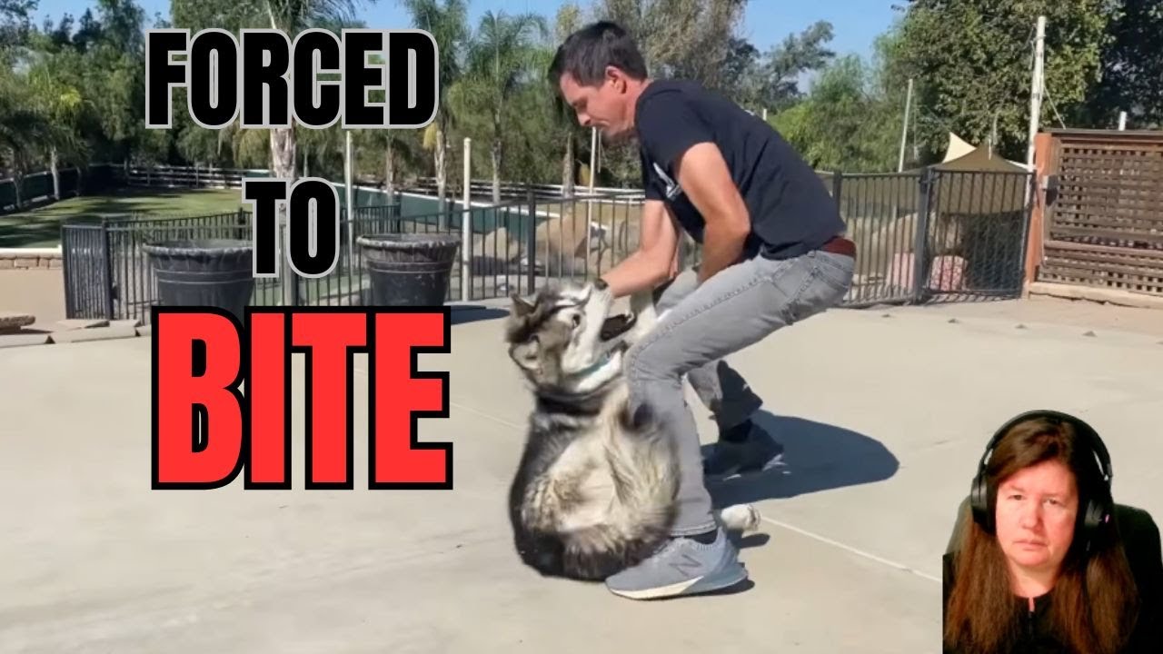 Breaking Down Beckman: Why "Dominance" Training risks Bites