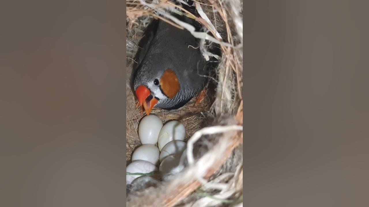 Zebra Finch Eggs YouTube
