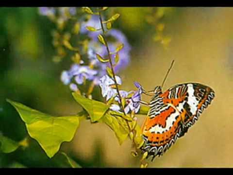 პეპლები butterfly