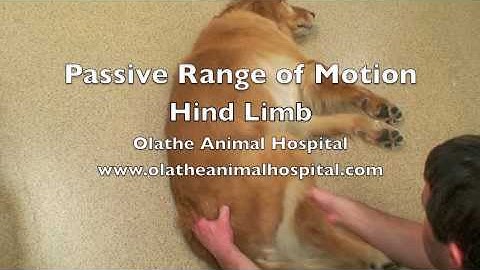 Passive Range of Motion--hind limb