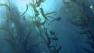 Spearfishing White Seabass- A pair
