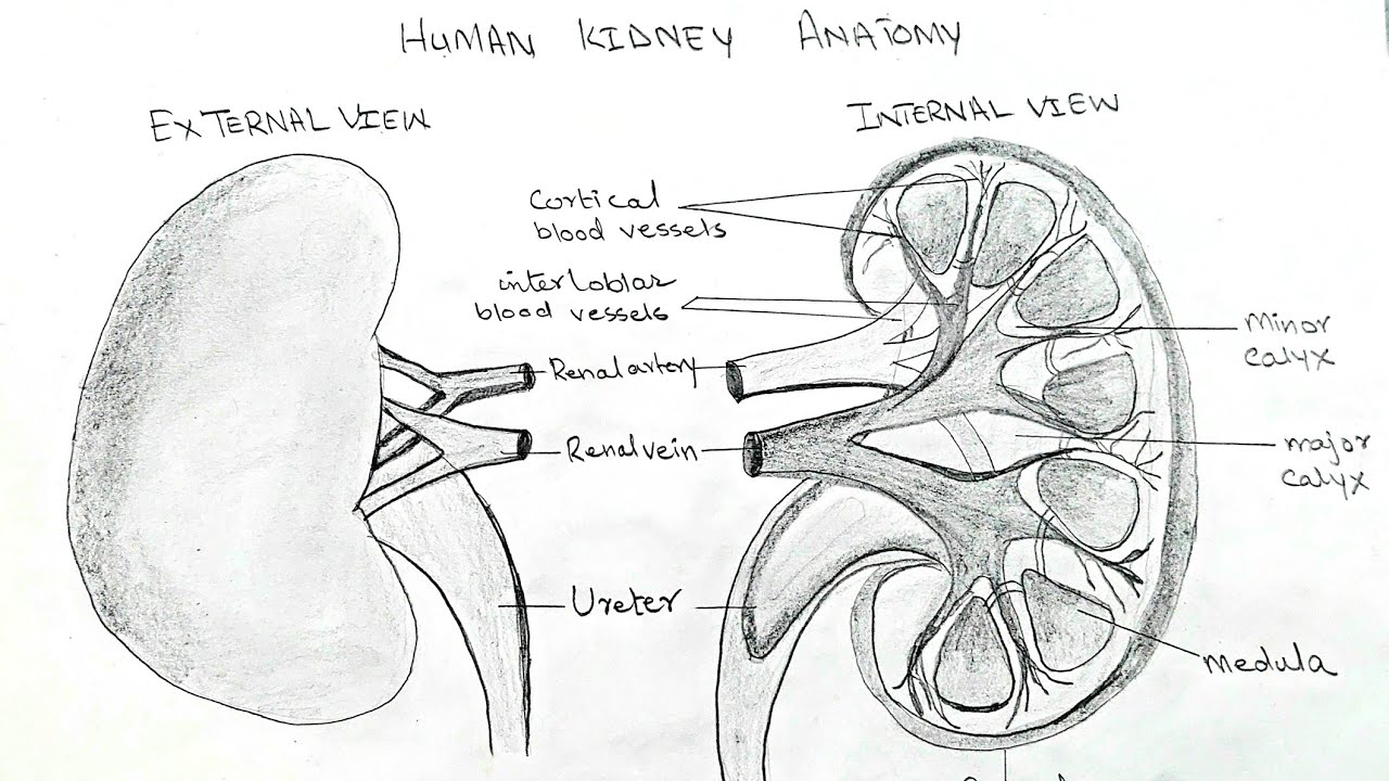Sketch and Label LS of Human Kidney  Biology  Shaalaacom