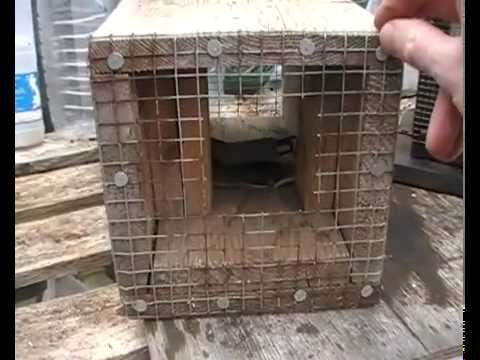 Fenn Box Trap # 1 - YouTube