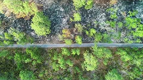 OSBS - Ordway-Swisher Biological Station, NEON Terrestrial Field Site | Florida