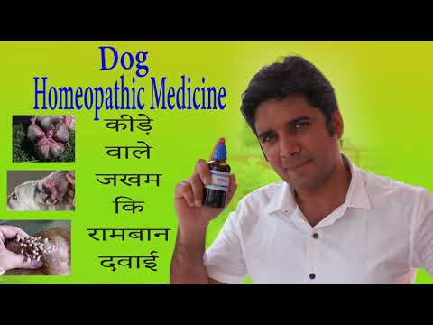 Homeopathic- medicine for maggot wounds in dogs