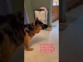 PETS AND GHOSTS #shorts  #horror #paranormal #ghost #paranormalactivity #scary #creepy #dogs #dog