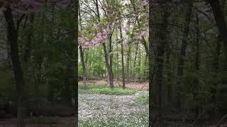 šø the pink snow of spring
šø the pink snow of spring šø the pink snow of spring