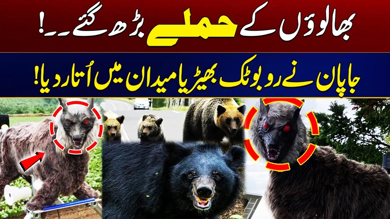 Robotic Wolves! | Bear Attacks Surge In Japan | Shocking Video | City 21