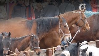 The Merry Go Round of pain for horses