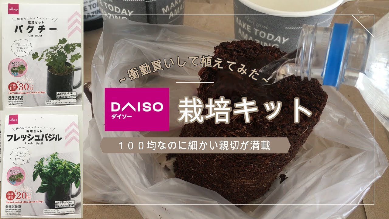 栽培キット パッケージにそそられ まんまと衝動買い パクチー バジル 土の成長 が面白い Youtube