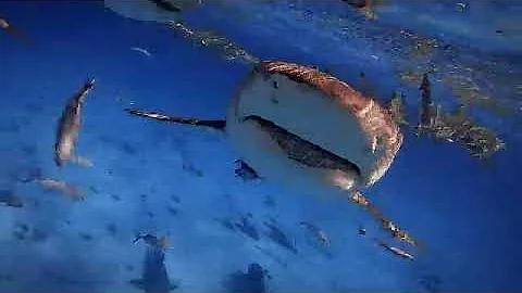 World's Biggest Bullshark