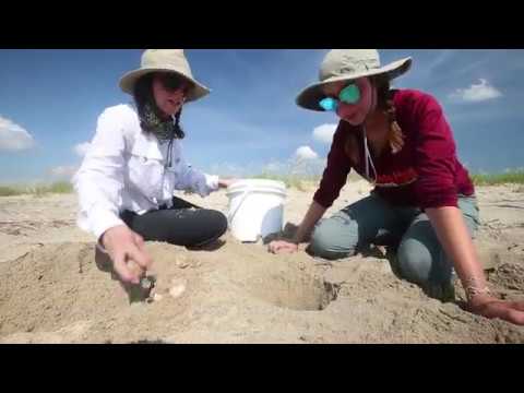 Cape Island sea turtle nests have reached record-breaking numbers