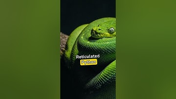 Top 5 fun facts about Python snake #shorts #Short