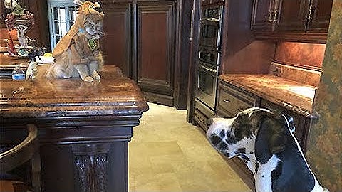 Great Danes freaks out at cat