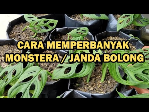 Video: Pembiakan Gondok (14 Foto): Bagaimana Membiakkannya Dengan Biji? Bagaimana Cara Membiak Dengan Mentol Dan Tumbuh Dari Daun Di Rumah?