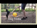 Summer 2018~Dog tricks~Chihuahua Archi