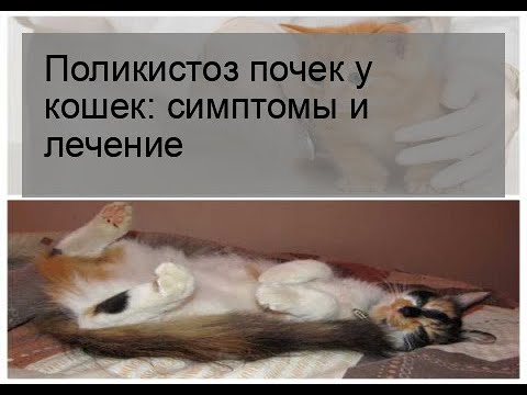 Поликистоз почек у кошек: симптомы и лечение