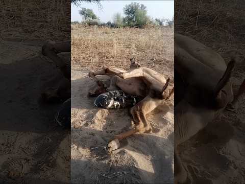 انظر إلى هذا ما هذا الشيء الذي في الأسفل كيف يستلقي لاتروفيل وساقاه مرفوعتان أو مثل الجمل في مز