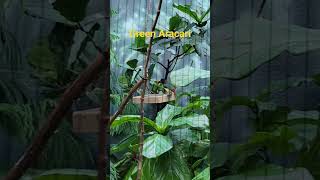 Green Aracari - Toucan