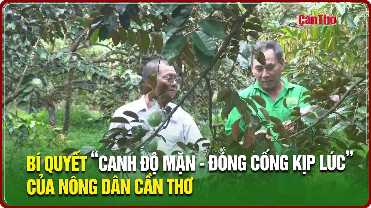 Bí quyết “canh độ mặn - đóng cống kịp lúc” của nông dân Cần Thơ | NNST