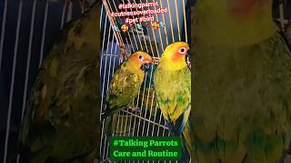 Talking Parrot🦜| Sun Conure Parakeet🦜😍🦜| Cuteness Overloaded🥰🦜😍#talkingparrot #shorts #youtubeshorts