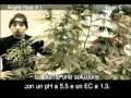 Green House Arjan's Haze #1 Grow with Italian Subtitles