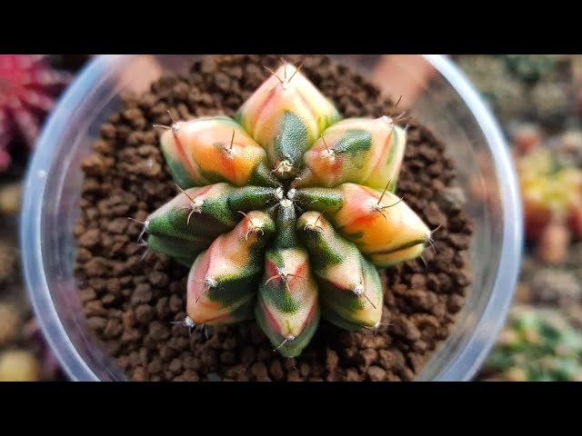 Gymnocalycium "Japan Clone" Cactus