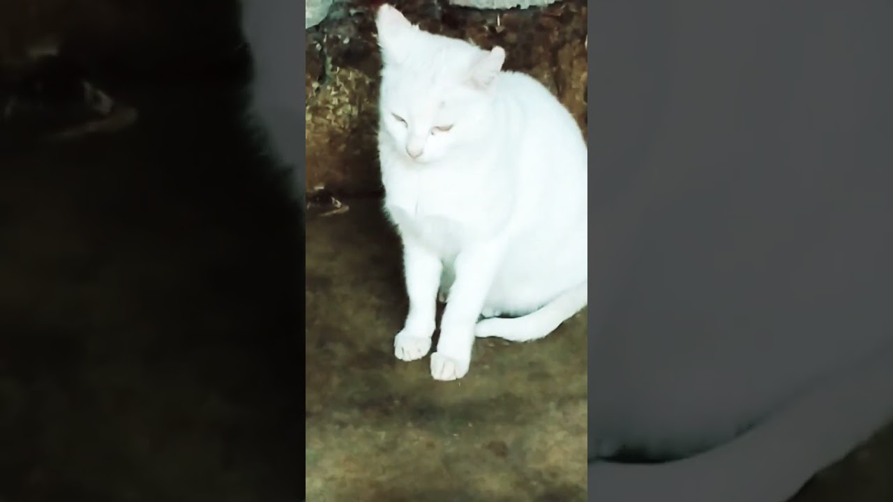 funny cats funny animals lifefunny animals club