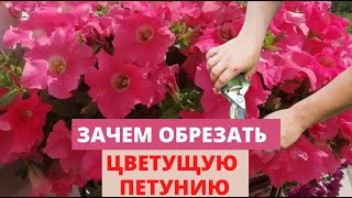 картинка: ЗАЧЕМ ОБРЕЗАТЬ цветущие петунии в середине лета. Обзор сортов петуний​