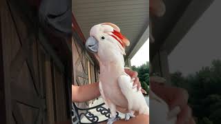 Conversations with a Moluccan Cockatoo