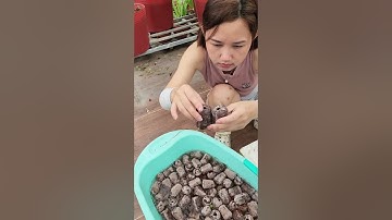 Ươm Cây!!#nhatrangsadec #trongrausanthuong #thuytrangsadec