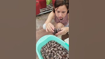 Ươm Cây!!#nhatrangsadec #trongrausanthuong #thuytrangsadec