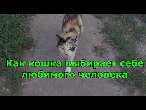 Видео: Женщина принимает Необычные вечеринки для белок на своем заднем дворе