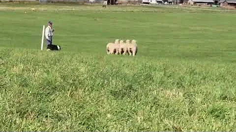 Michael McNutt and Win 2019 Sheepdog finals