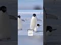 Why You Should NEVER Touch a Penguin (Even If It Comes to You) #animalfacts