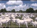 PECUÁRIA EM FOCO - INSTITUCIONAL ZAMLUTTI AGROPECUÁRIA