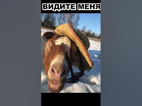 БАНДЕРЛОГИ. СМОТРИТЕ… - YouTube
