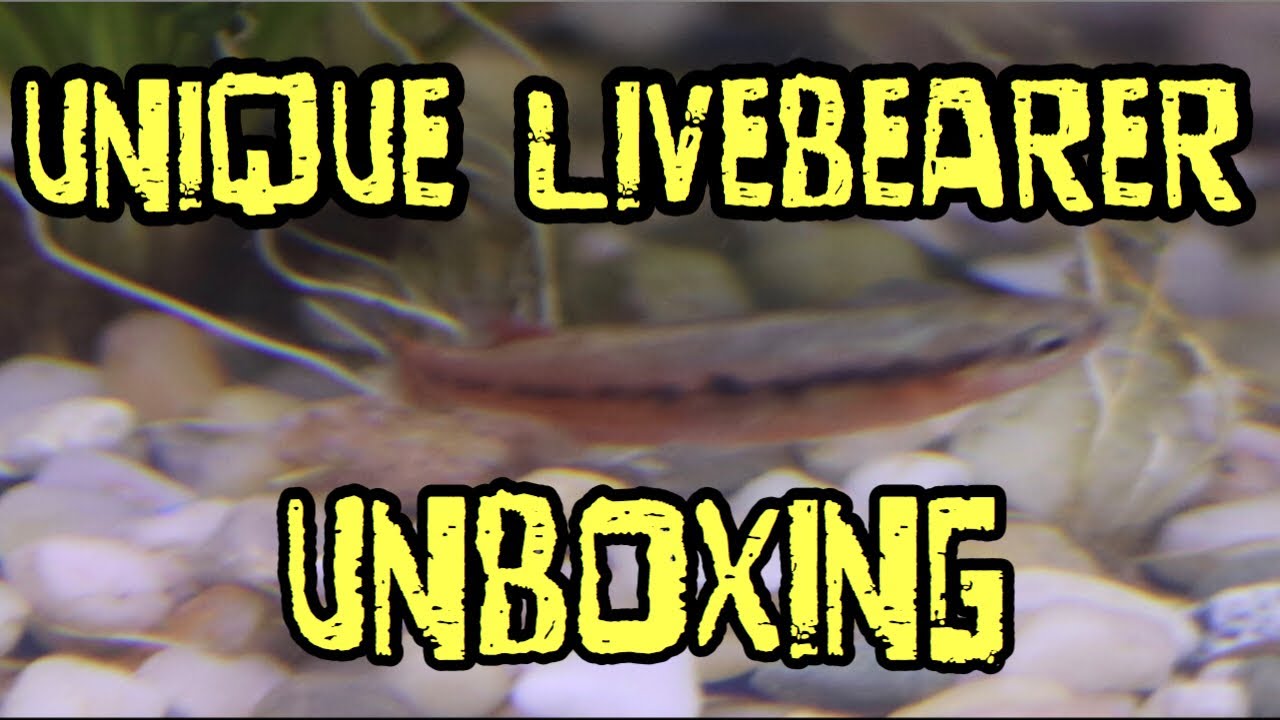 discus fish tank size Unique Livebearer Unboxing