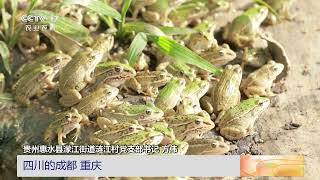 [三农长短说]长关注·守好大好河山 稻田养鱼又养蛙 建立农田小生态|农业致富经 Agriculture And Farming