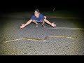 オーストラリアの路上で３mのニシキヘビに遭遇！