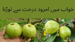 khwab mein amrud darakht se todna Breaking a guava tree n a dream  خواب میں امرود درخت سے توڑنا