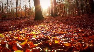 In Sweet memory of my Beloved Sister