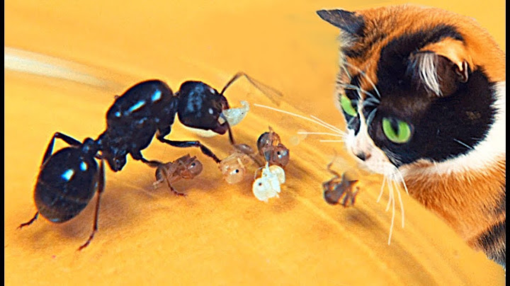 Slivki y NUEVAS HORMIGAS